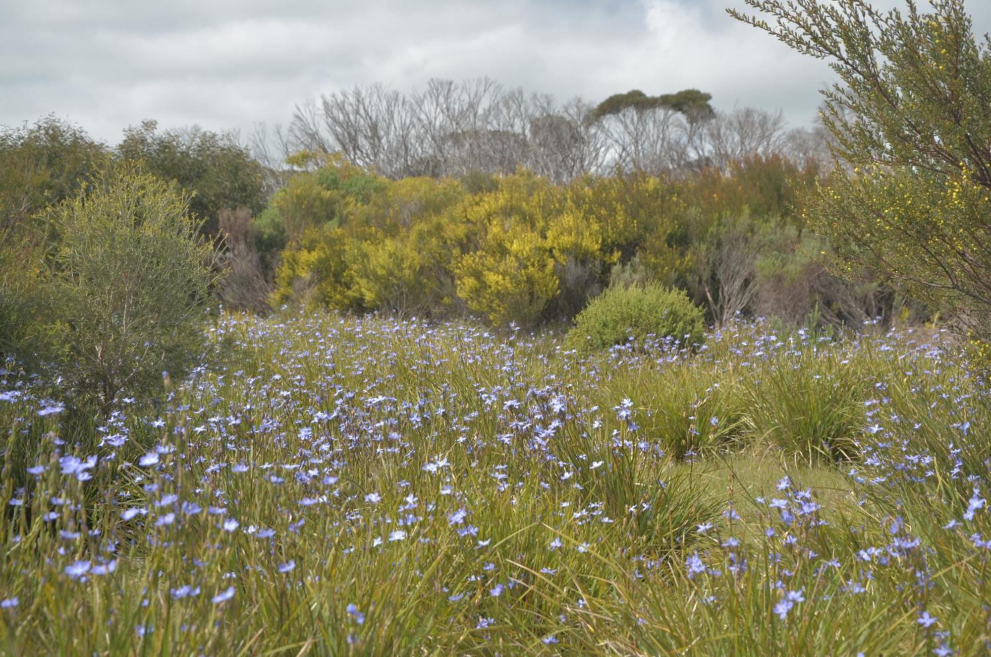 Kangaroo Island Ocean View Premium Couples Retreat "The Rusty Kangaroo" Villa Penneshaw Exterior photo